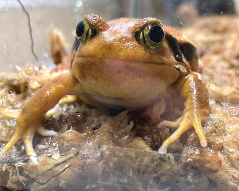 サビトマトガエル